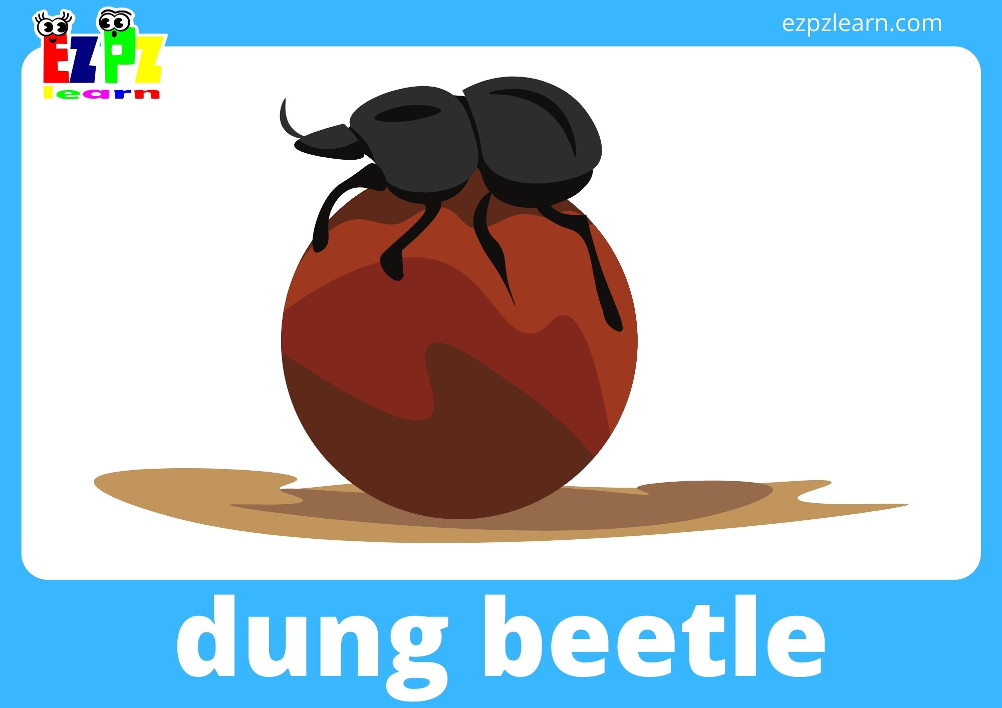 dung beetle